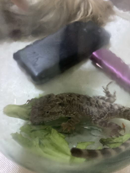 Продам степную ящерицу