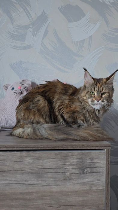 Мейн-кун кошечка