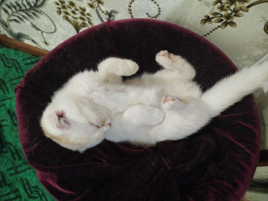 Mushuk sotiladi Scottish fold 5 oylik