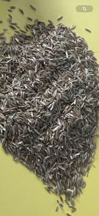 Samanta iarba,  coasa, pasune