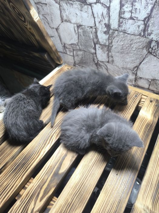 Отдам катят даром