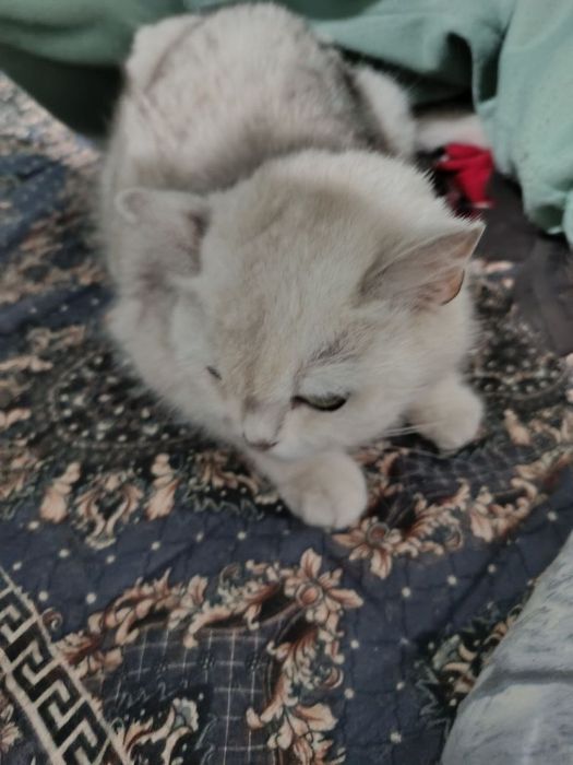 Shinshila mushugi sotiladi qiz bola