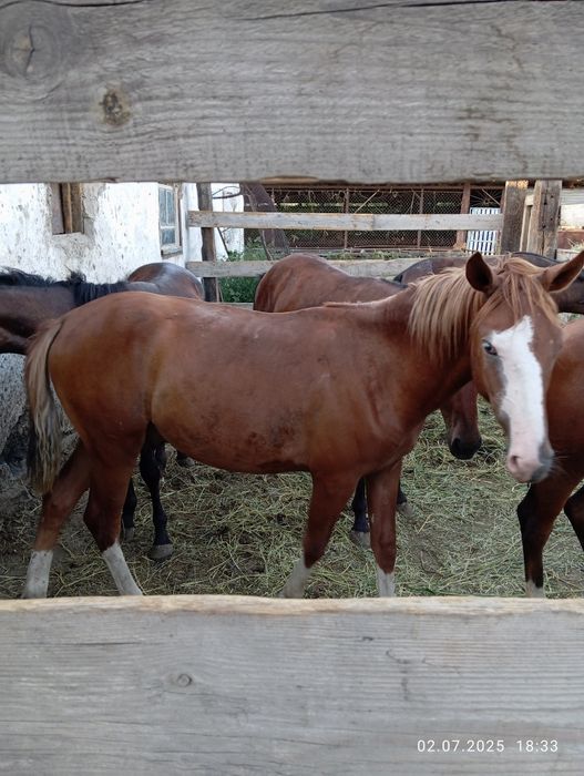 Продам жеребчика 2.5х летка