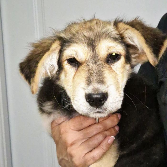 Щенок из приюта Хвостатый Рай