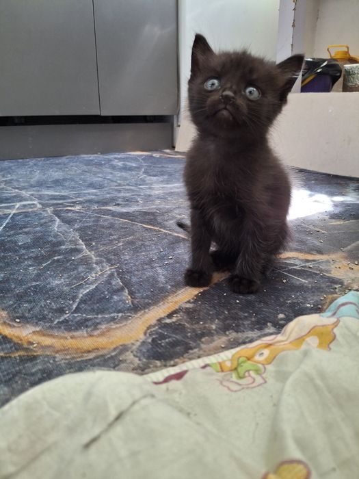 Отдам котят в добрые руки