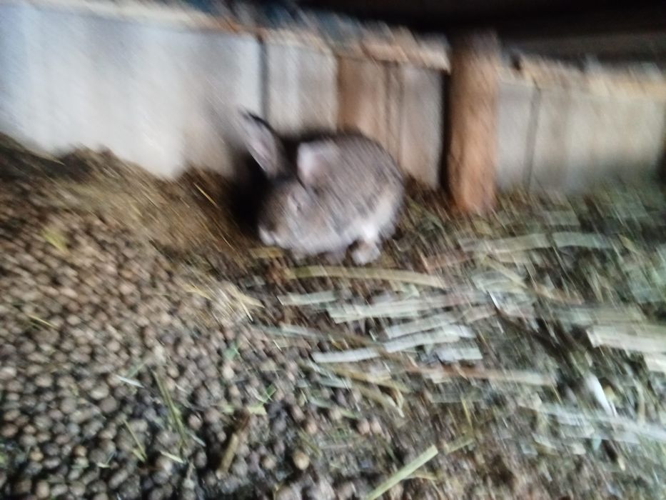 Ұрғашы қоян сатылады