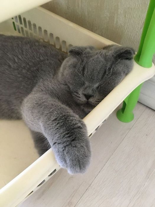 Assalomu alaykum mushuk yaxshi qoʻllarga sotiladi