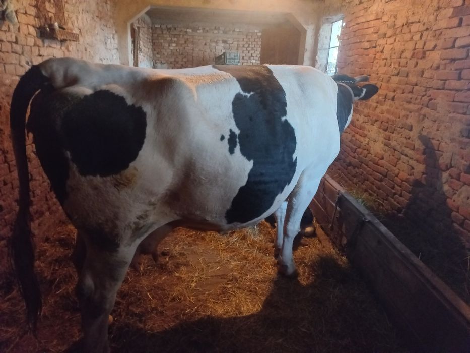 Vând vacă Bălțată Românească cu vițel
