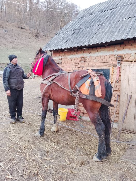 Vând sau schimb armăsar de 4 ani
