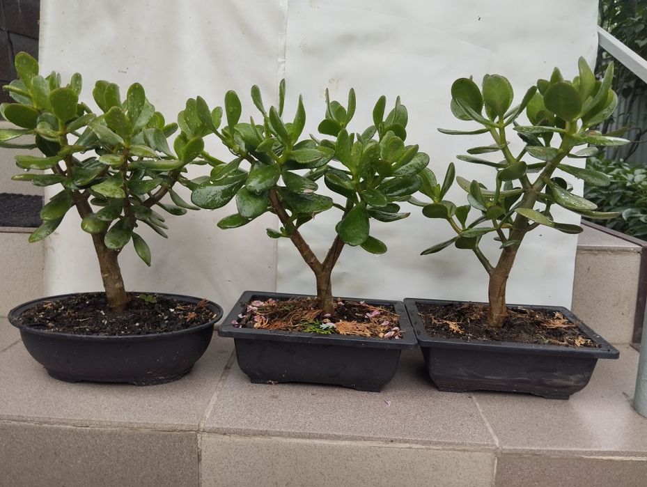 Крассула (толстяка, монетное дерево)