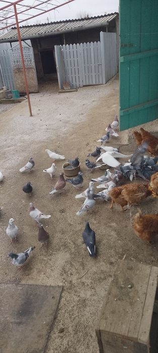Porumbei de vânzare