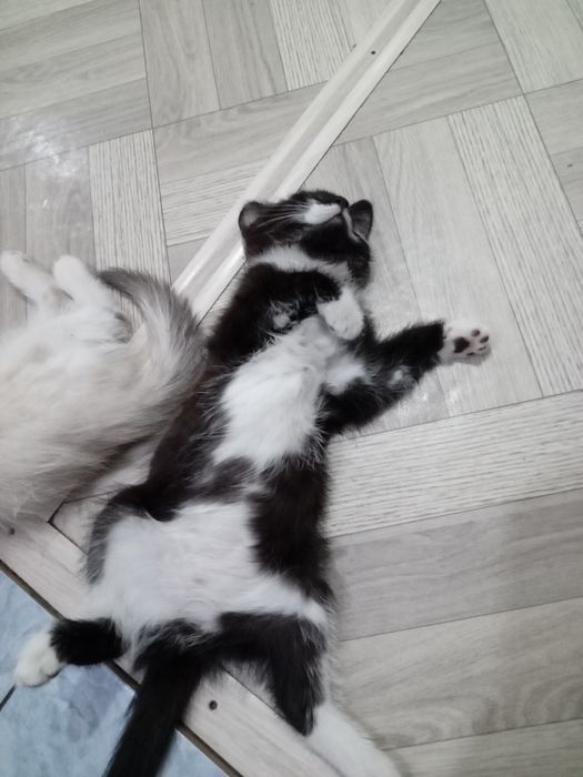 Отдам кошечку  2 месяца
