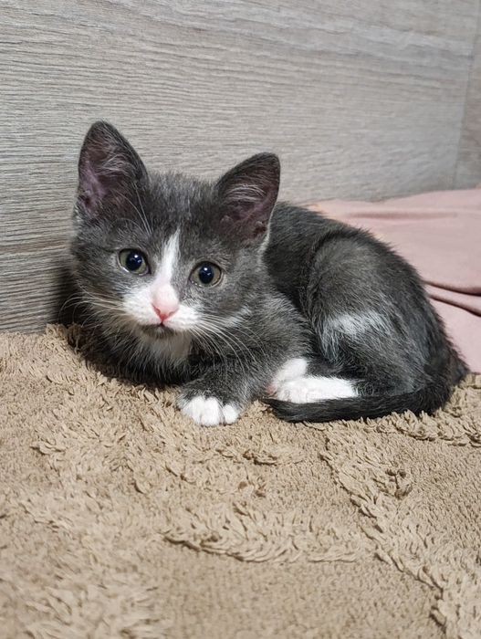 Котёночек в добрые руки