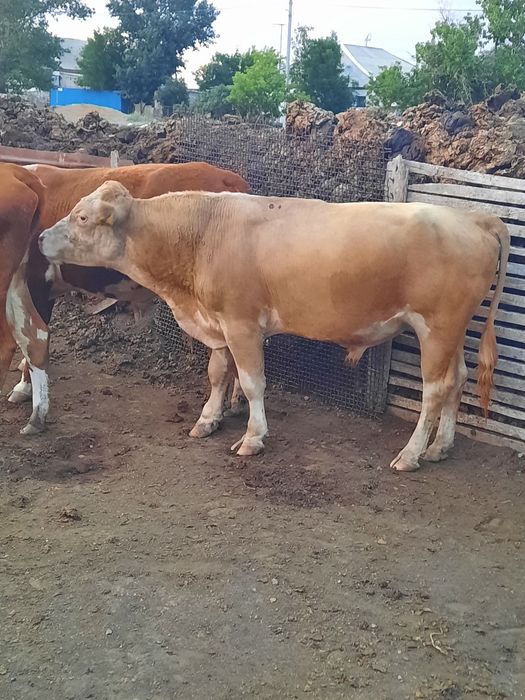 Бұқалар сатылады. Продам бычков