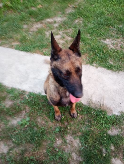 Donez câine ciobănesc belgian malignois