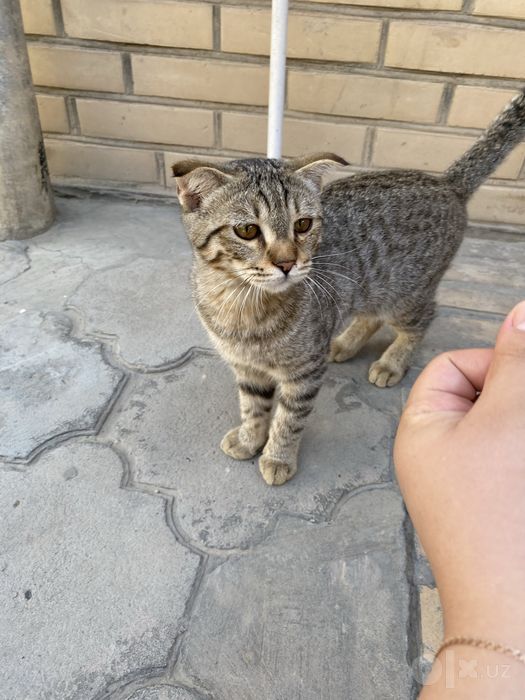 Котята в доьрые руки