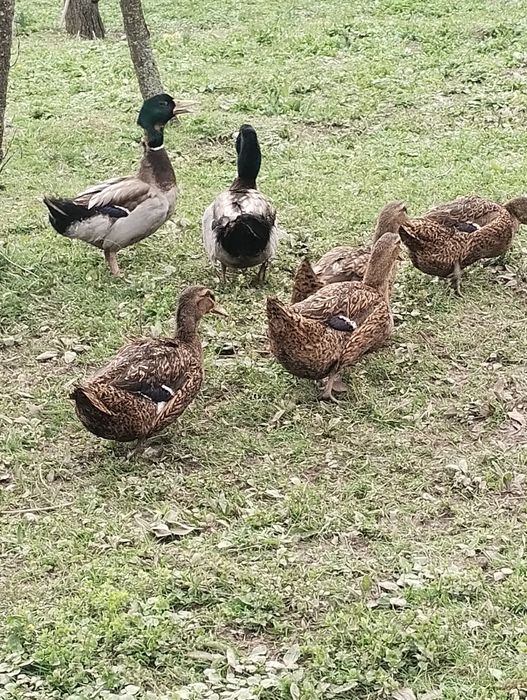 Vând oua de rata rasa Rouen