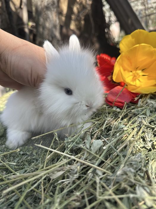 Кролики декоративные карликовые