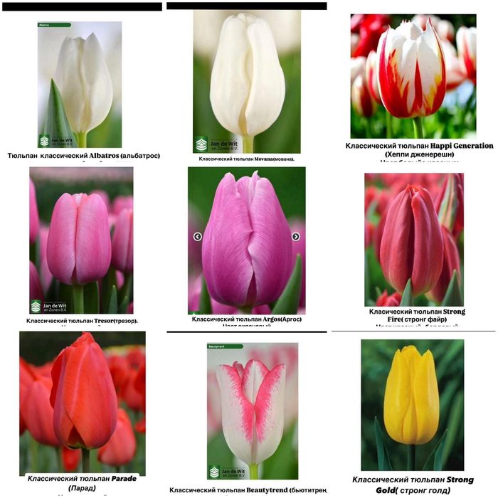 Тюльпаны к 8 марта. Оптом и в розницу