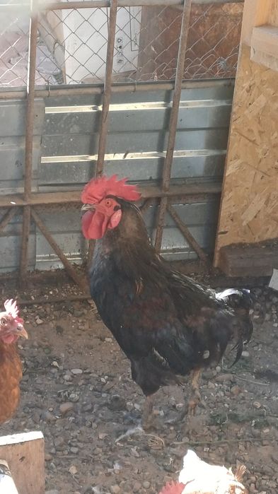 Продам петуха чёрный
