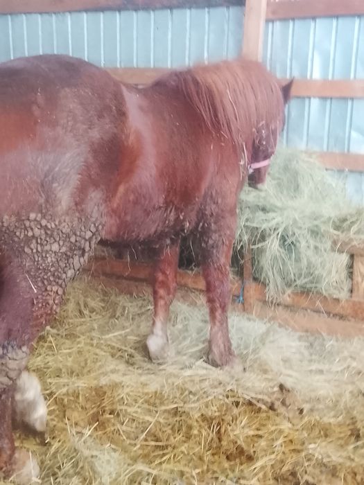 Vând mânz armăsar