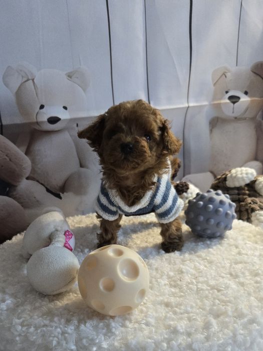 Пудел тийкъп с родословие момче микро