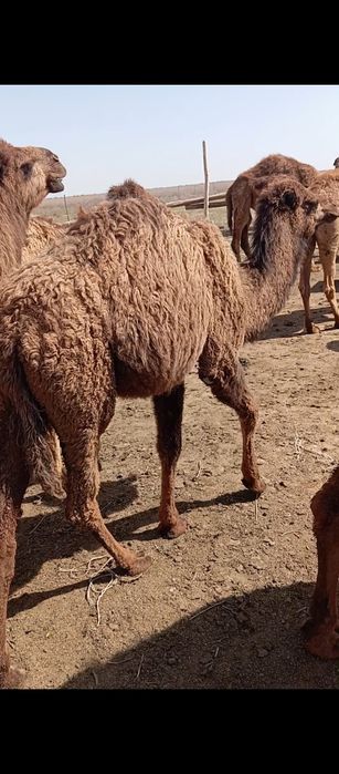 Түйе, тайлақ,бура,үлөк