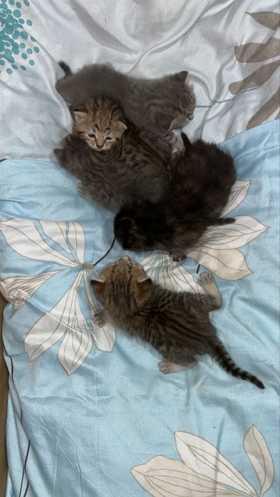 Отдаем красивых котят