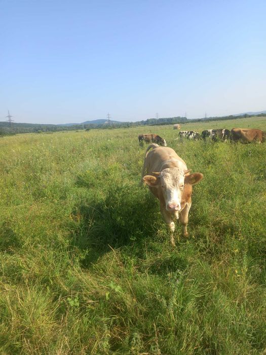 Vand lot: 15 bucăți (12 masculi,3 femele). Rasa Simmental, Baltati și Bruni.