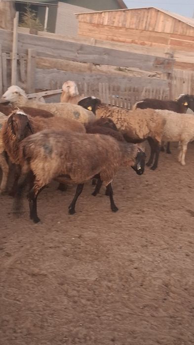 Жақсы қойлар асырағанға