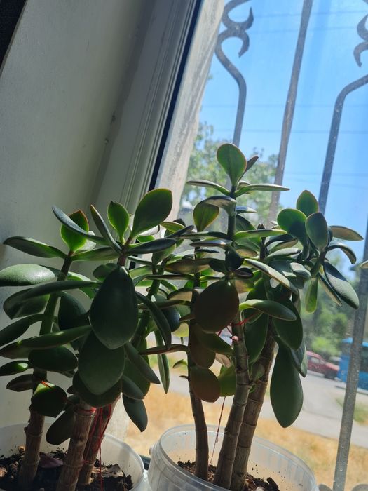 Продаю комнатные цветы