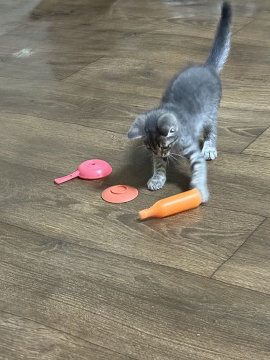 Продам котёнка девочку