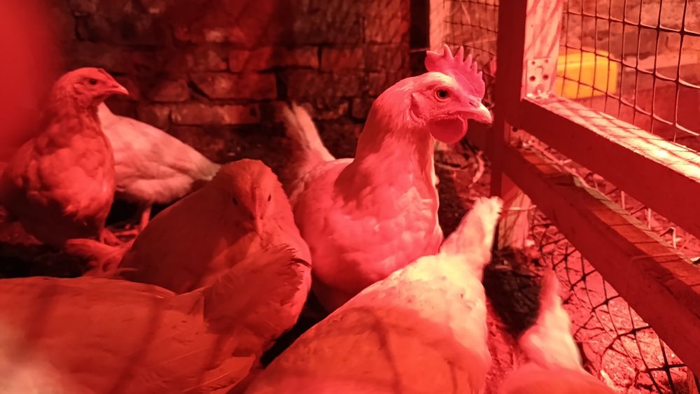 Продам молоденьких петухов