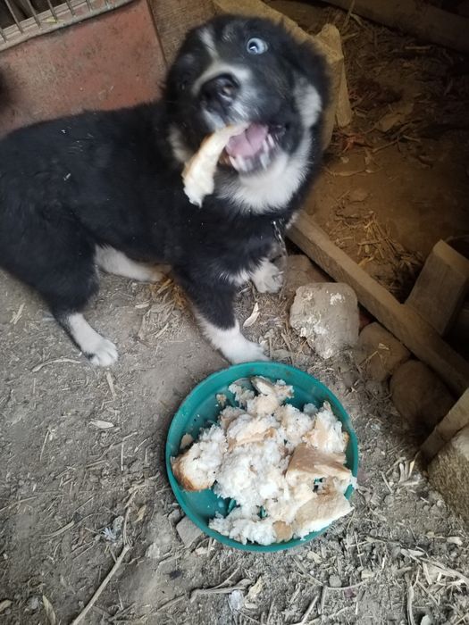 Хаски 1та нар 1та мода 1.5 ойли