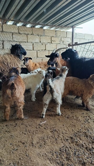 Лақты ешкілер сатылады.