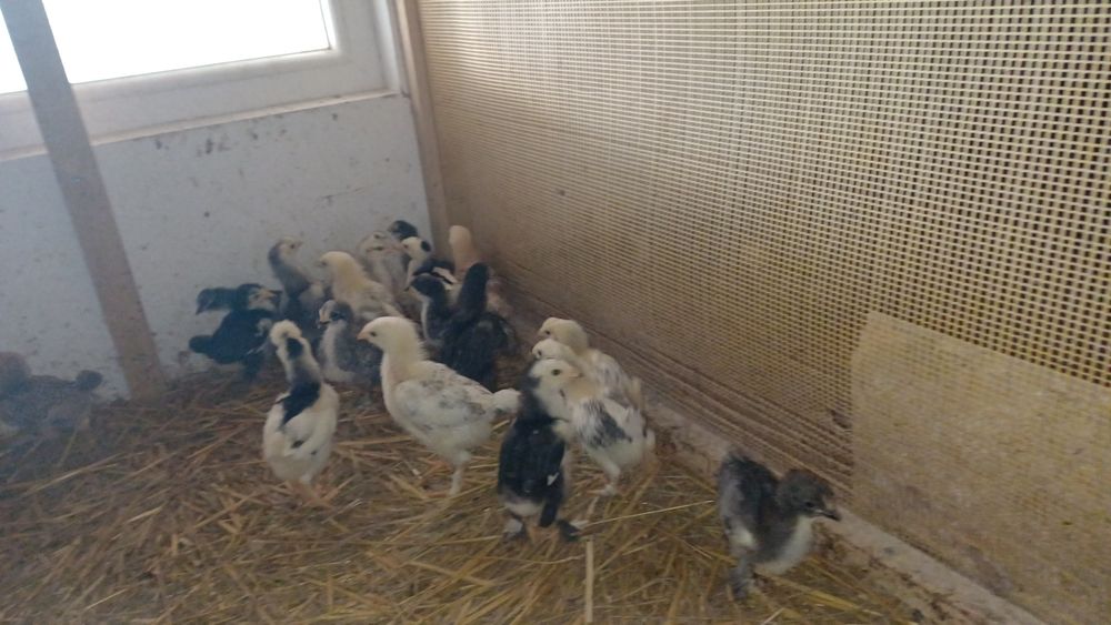 Puișori de casă de 3 săptămâni