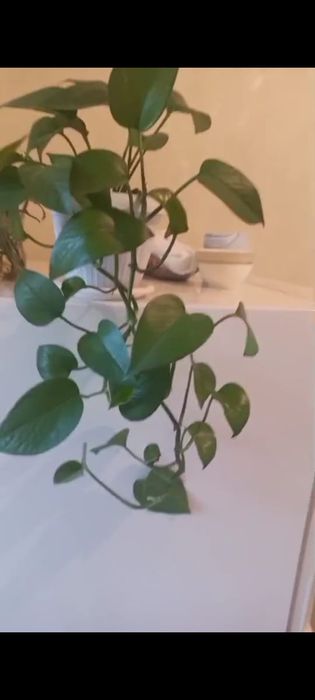 Цветы комнатные  красивые