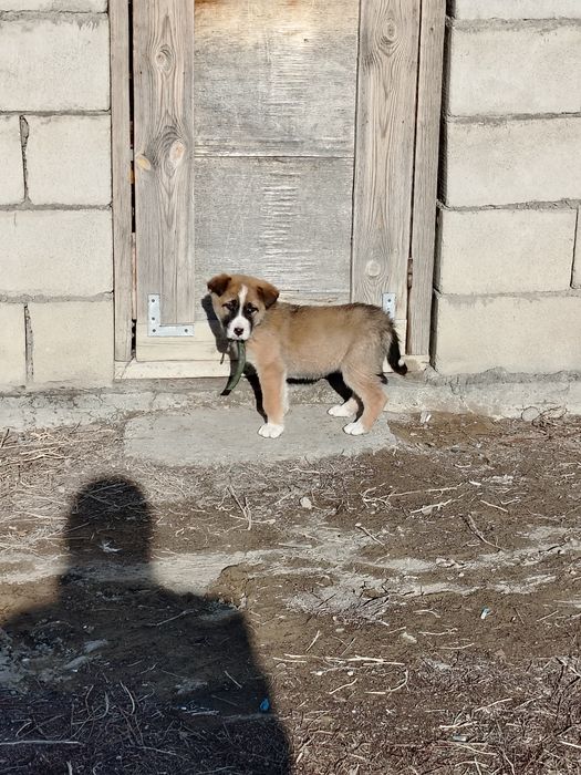 Кушик сатылады ургашы