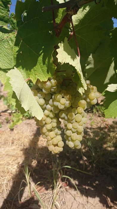 Struguri de vin Huși