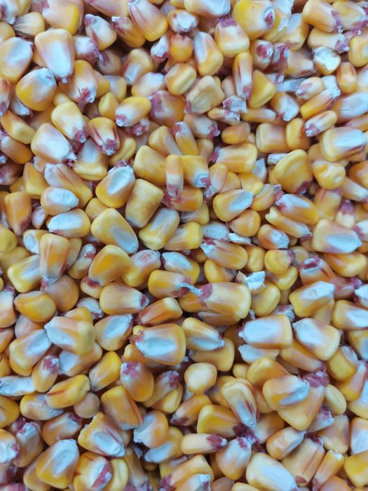 Porumb și grâu productie 2025