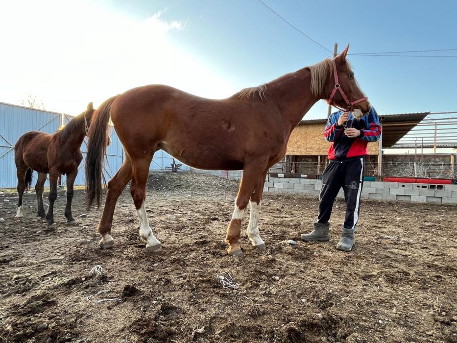 Кобылааааааааааа