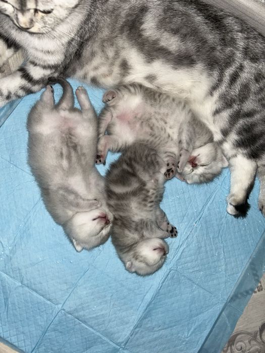 Кот на вязку британский