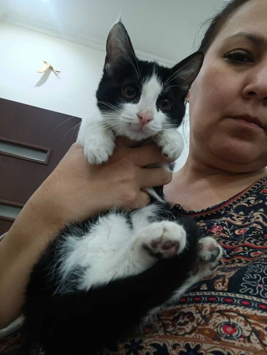 Котенок 4 месяца