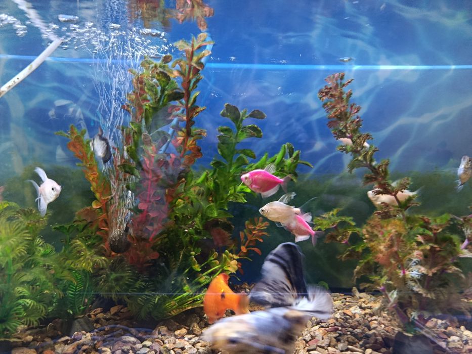 Аквариум ,с рыбками-20шт