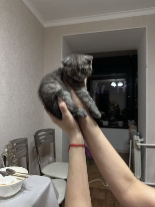 Продам кошку в хорошие руки