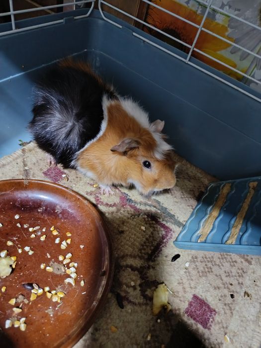 Продаются морские свинки с большой клеткой,домиком