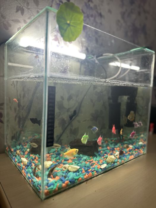 Продам аквариум с фильтром и рыбками 30л.