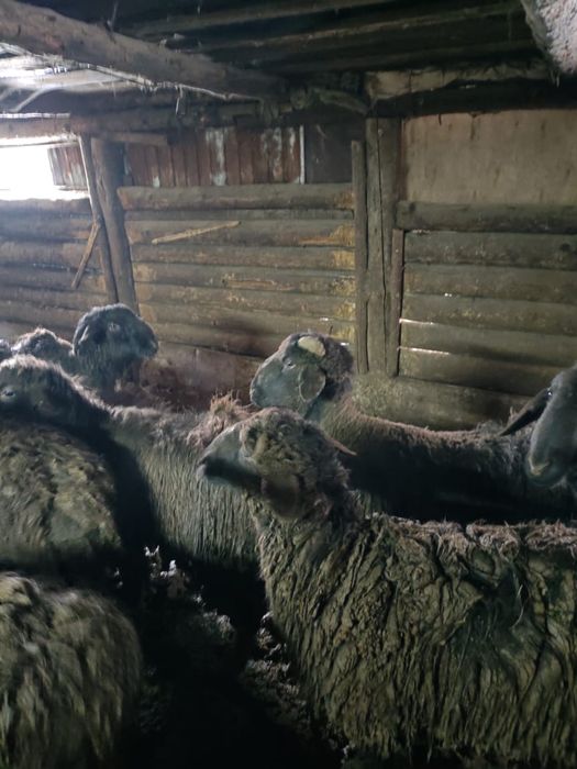 Айгыр бука қой сатылады