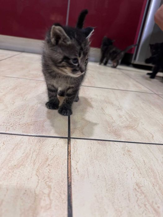 котята великолепные