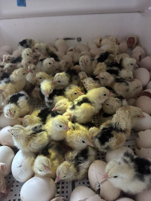 Продам инкубатор Несушка